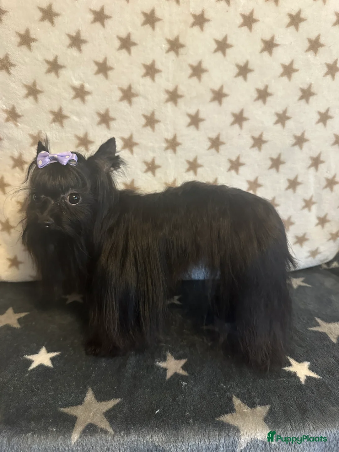 Yorkshire Terriër honden te koop: Mini Yorkshire Terriër zwart  - Advertentie 4