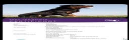 Rottweiler honden te koop: Lieve rottweilers puppy’s  - Advertentie 6