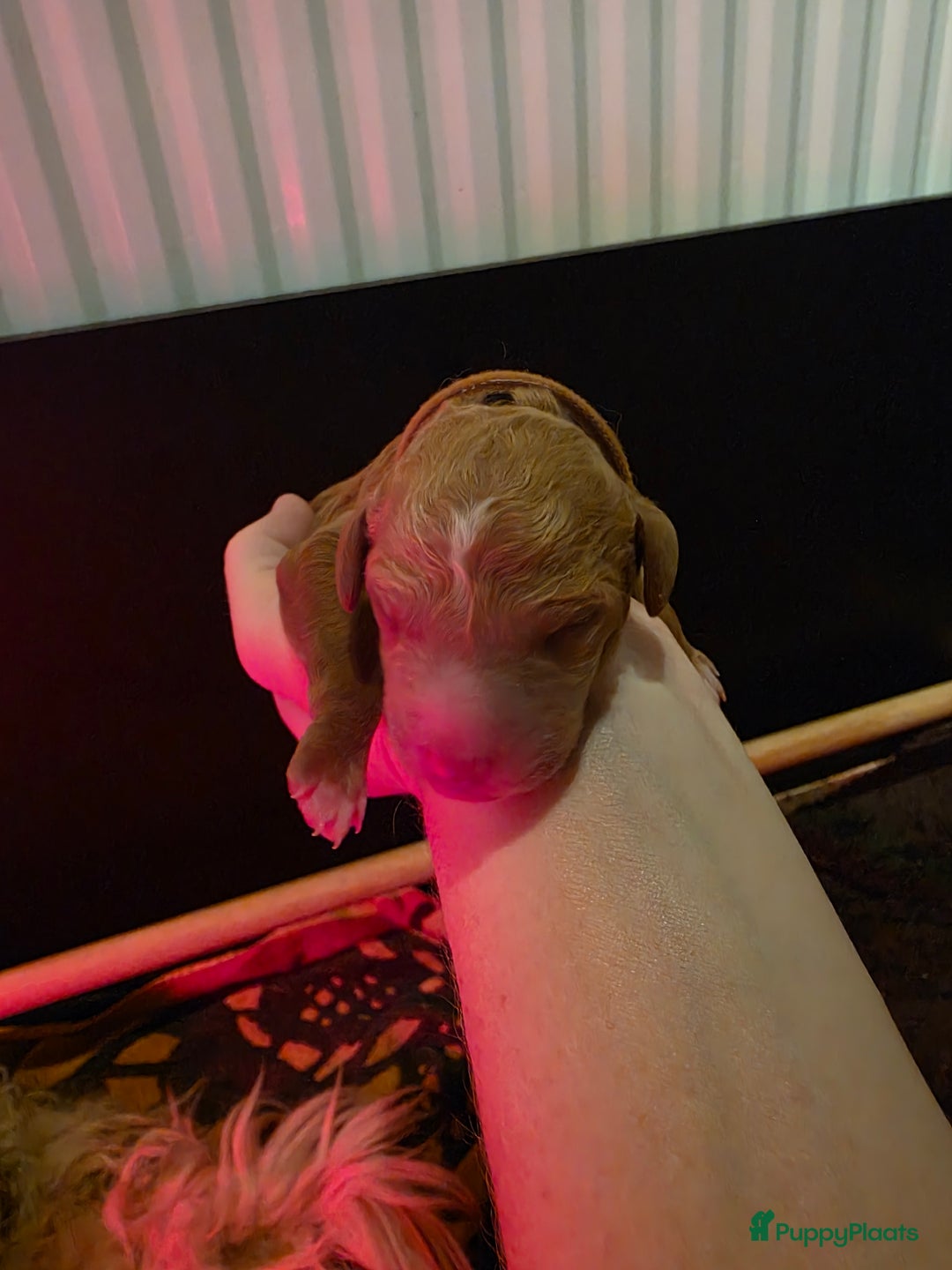 Goldendoodle honden te koop: 🐶 Goldendoodle pups medium - Advertentie 9