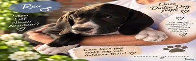 Duitse Dog 8
