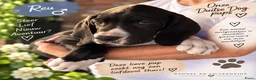 Duitse Dog honden te koop: Prachtige Duitse Dog pups zoeken een thuis - Advertentie 7