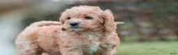 Labradoodle honden te koop: prachtige labradoodle x australian labradoodle - Advertentie 10