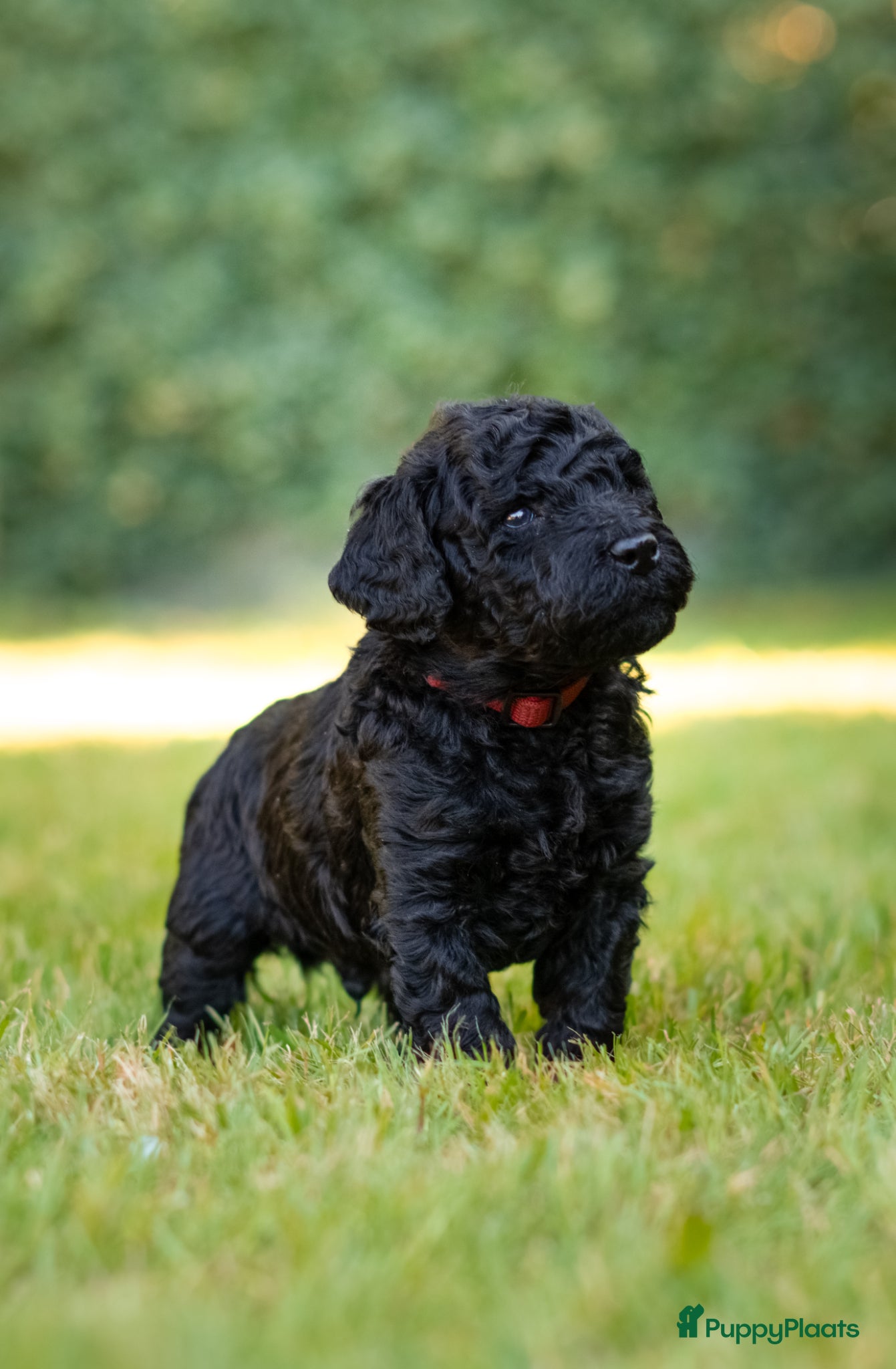 Puppy 11