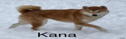 Shiba honden te koop: Bijzondere Shiba inu puppies - Advertentie 8