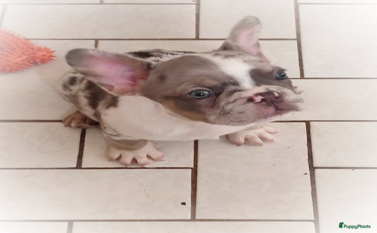 Franse Bulldog honden - Advertentie 8