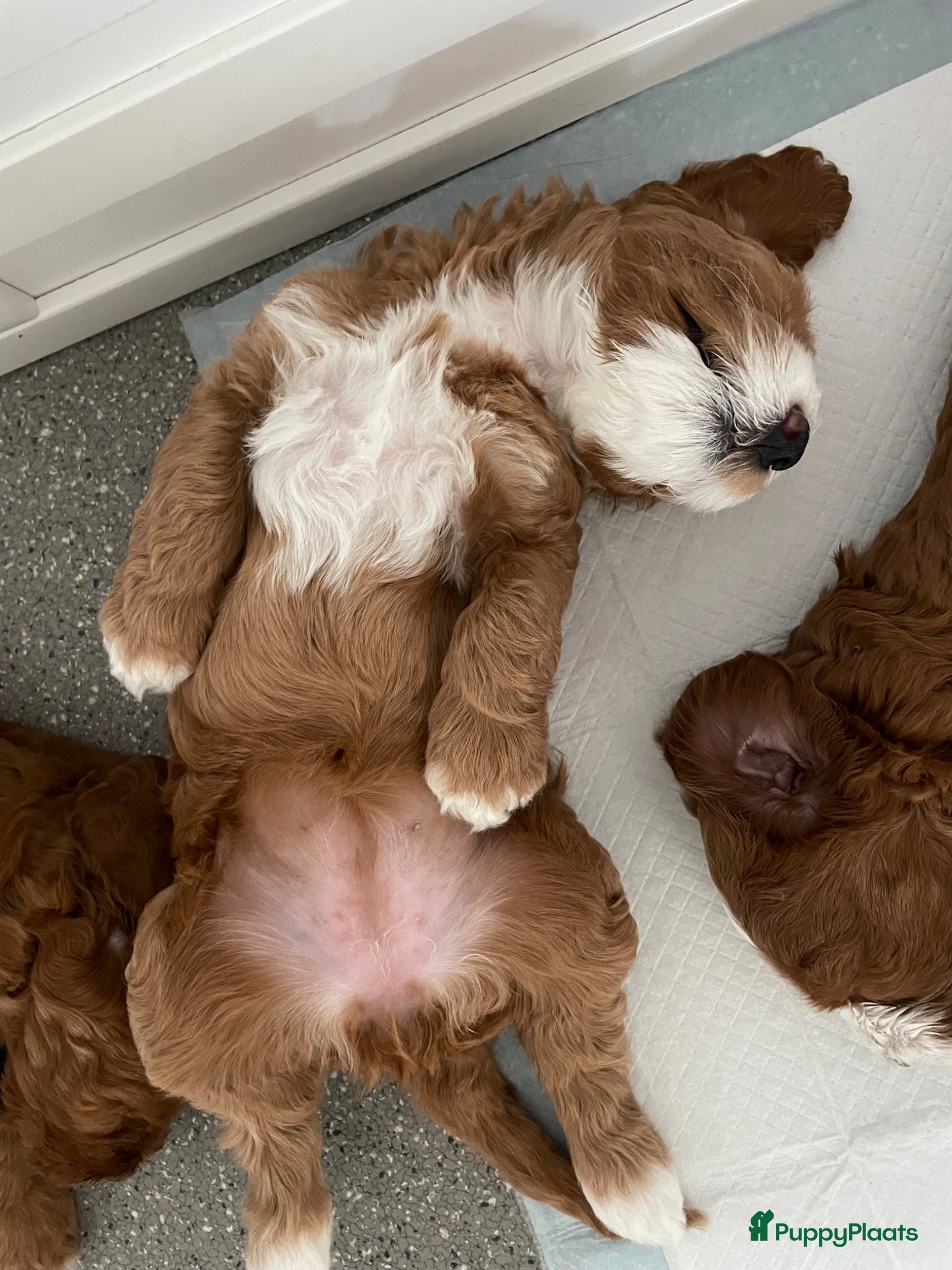 Australian Labradoodle honden Austrailan Labradoodle Medium + stamboom  - Advertentie 2