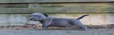 Amerikaanse Bully Puppy 2