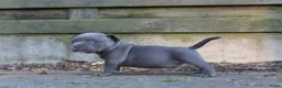 Amerikaanse Bully honden te koop: American pocket bully  in Weert - Advertentie 5