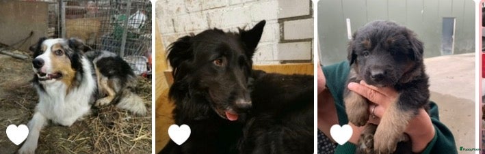 Kruising honden te koop: Nog 1 lieve pup te koop in Niebert - Advertentie 5