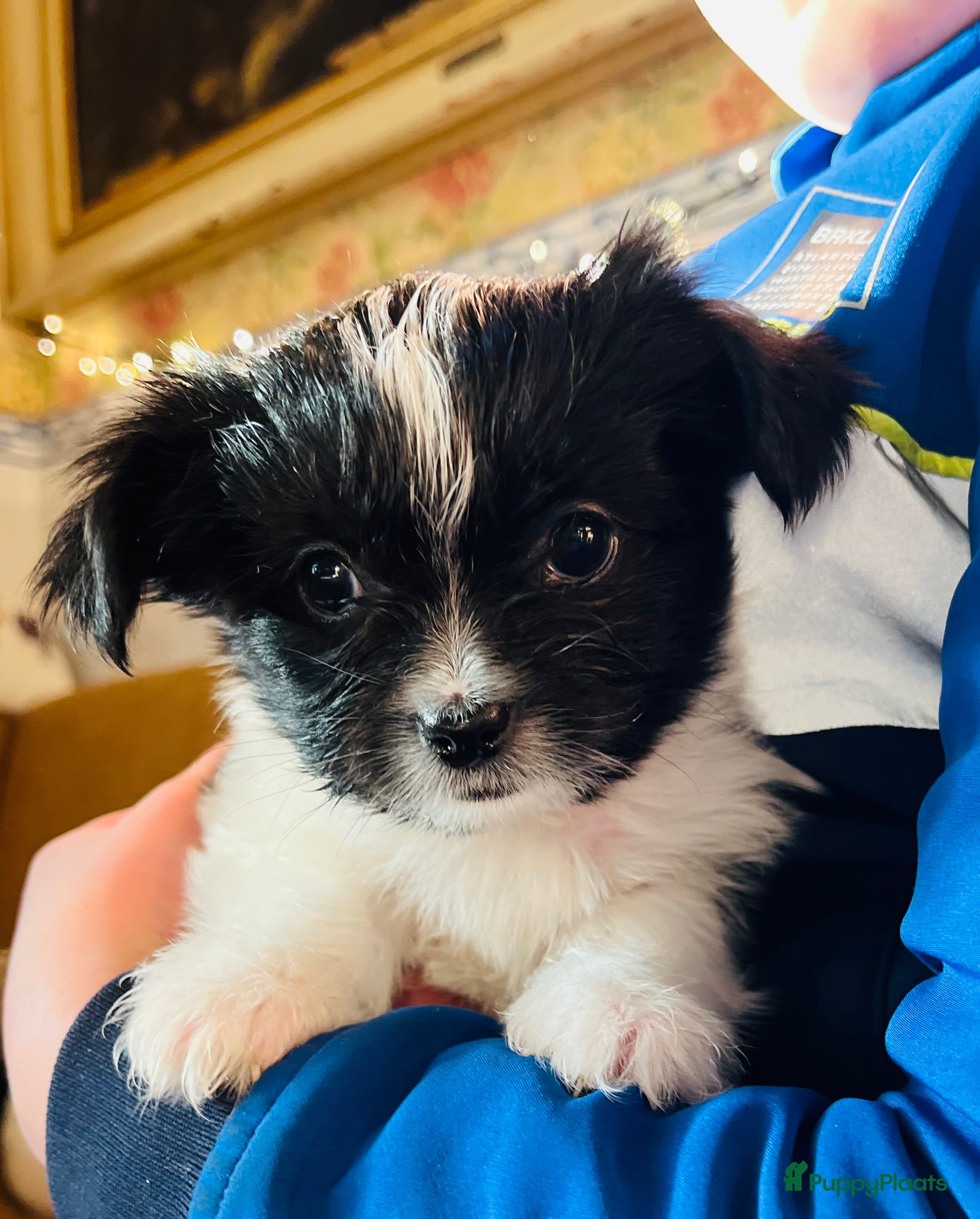 Kruising honden Kruising Boomer chihuahua !!nog twee beschikbaar!! - Advertentie 2