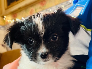 Kruising honden Kruising Boomer chihuahua !!nog twee beschikbaar!! - Advertentie 11