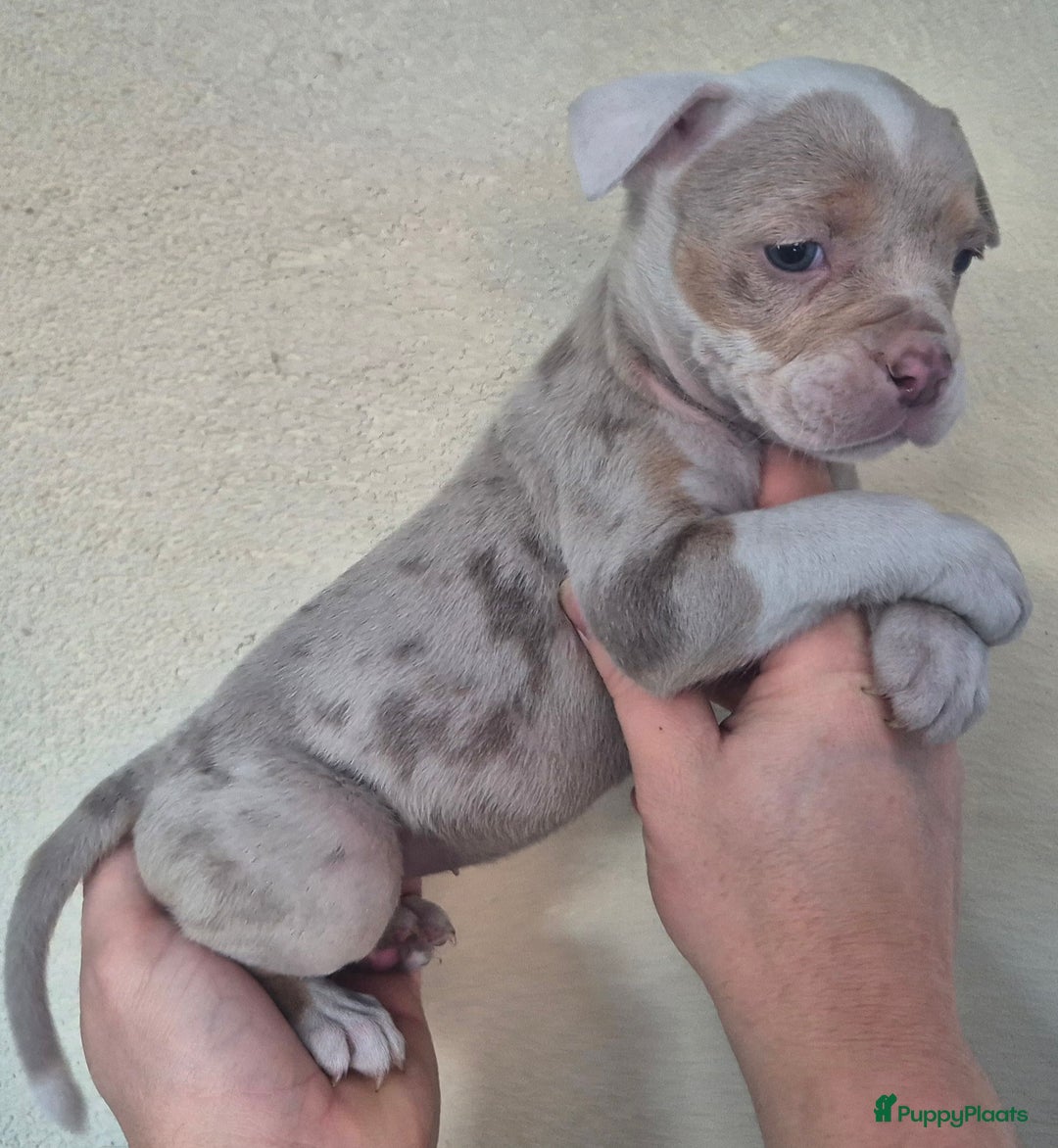 Old English Bulldog honden te koop: old english bulldog pups  - Advertentie 7