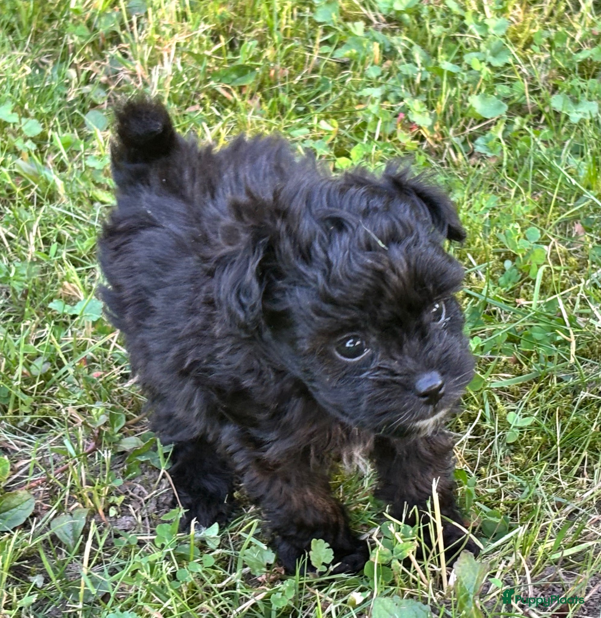 Kruising honden te koop: Pomapoo pups uit geteste ouders - Advertentie 10