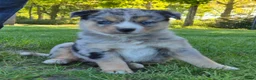 Kruising honden te koop: Mini australian shepherd pup - Advertentie 4