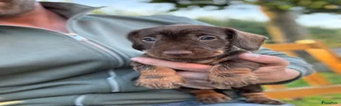 Ruwhaar Teckel 3