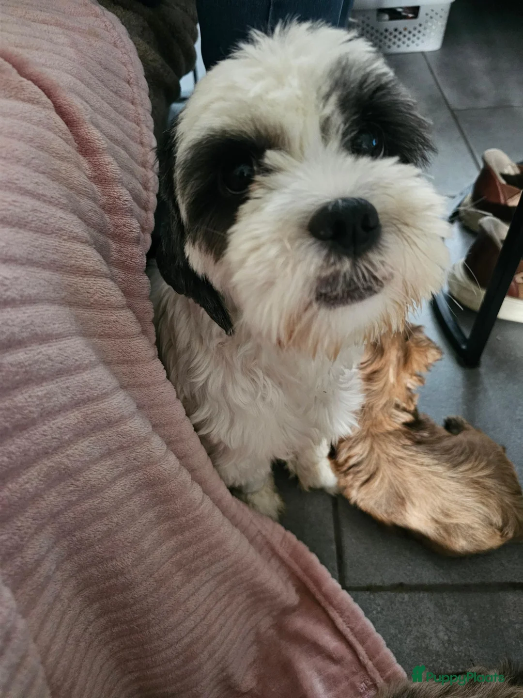 Boomer honden te koop: Boomer - Advertentie 16