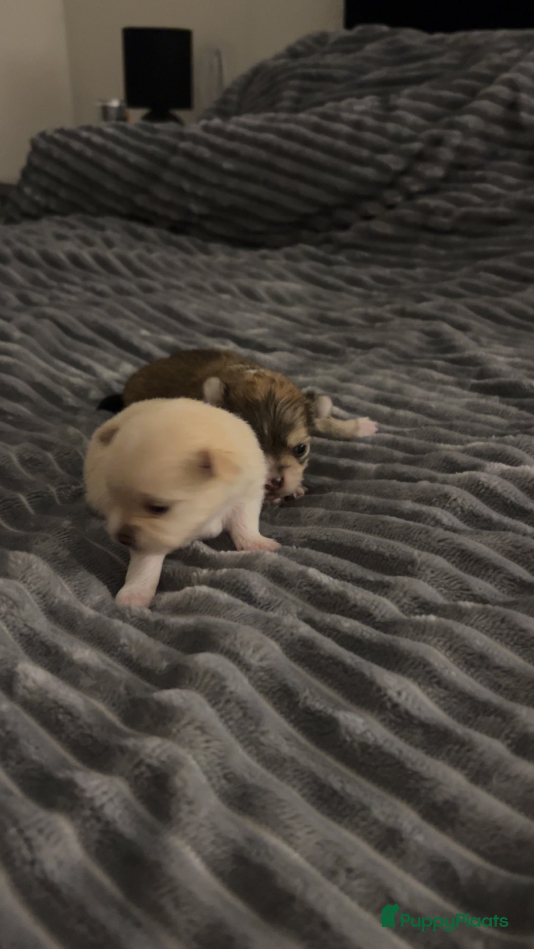 Pomchi honden te koop: 2 mooi pomchi’s te koop( mannelijke  - Advertentie 3