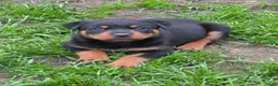 Rottweiler honden te koop: Prachtig mooie Rotweiler pups te koop! - Advertentie 15