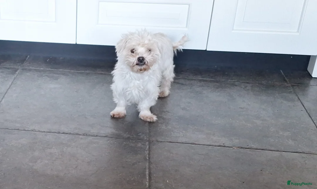 Maltezer honden te koop: Maltezer leeuwtje. 7 jaar - Advertentie 4