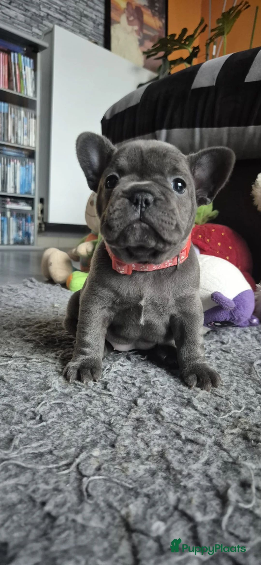 Franse Bulldog honden te koop:  Prachtige Blauwe Bulldog puppy’s thuisnestje - Advertentie 27