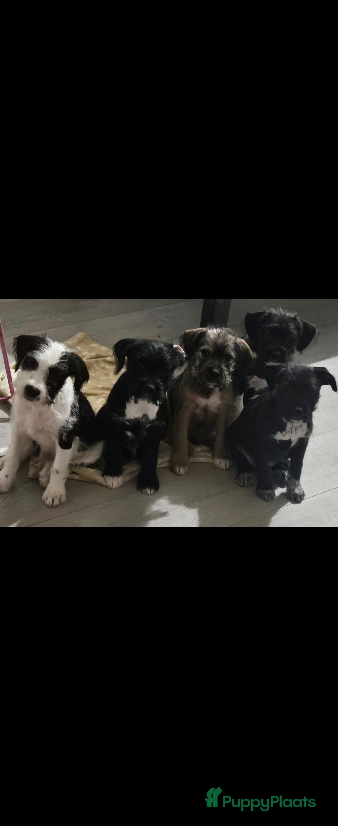 Kruising honden Eenmalig  engelse staff en lagotto romagnolo mix  - Advertentie 2