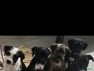 Kruising honden Eenmalig engelse staff en lagotto romagnolo mix - Advertentie 4