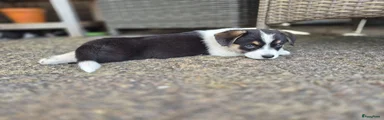 Guusje