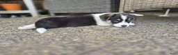 Welsh Corgi Cardigan honden te koop: Welsh corgi pups - mogen vanaf 26 juli direct mee - Advertentie 6