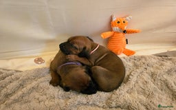 Rhodesian Ridgeback honden te koop: Rhodesian Ridgeback pups+stamboom 2reutjes 8weken  in Wierden - Afbeelding 11