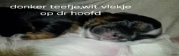 Boomer honden te koop: Boomer pupjes - Advertentie 6