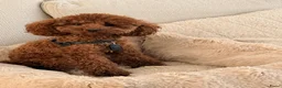 Poedel Toy honden ter dekking: Toypoedel Dekreu rood 24 cm met stamboom  - Advertentie 3