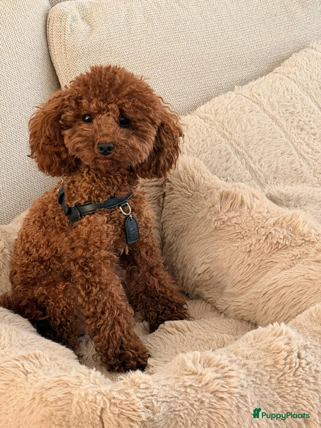 Poedel Toy honden ter dekking: Toypoedel Dekreu rood 24 cm met stamboom  - Advertentie 3