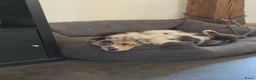 Australian Shepherd honden te koop: 3 prachtige stamboom Aussie reutjes  - Advertentie 5