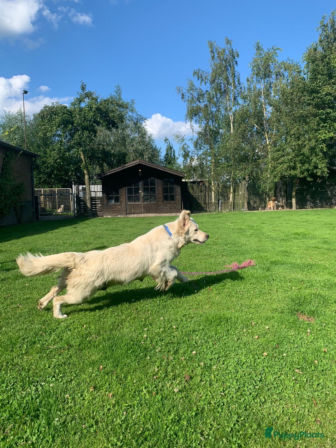 Goldendoodle honden te koop: F1 Goldendoodle pups - Afbeelding 21