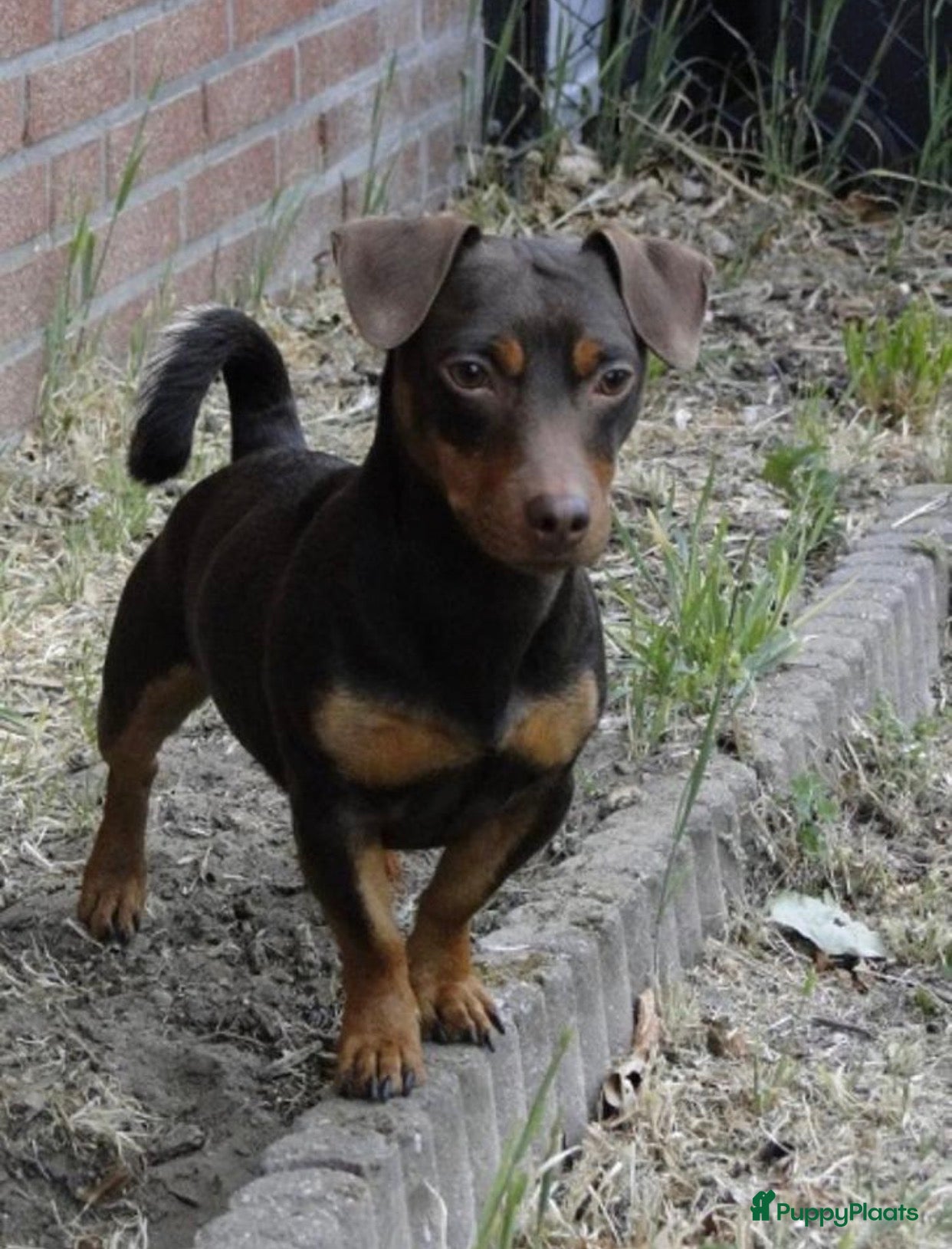 Jack Russel Terriër honden Nestaankondiging | Jack Russell pups - Advertentie 2