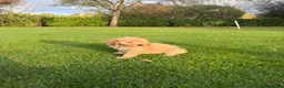 Labradoodle honden te koop: Dwergpoedel x Labradoodle pups - Advertentie 7