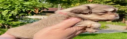 Boomer honden te koop: Boomerpups - Advertentie 4