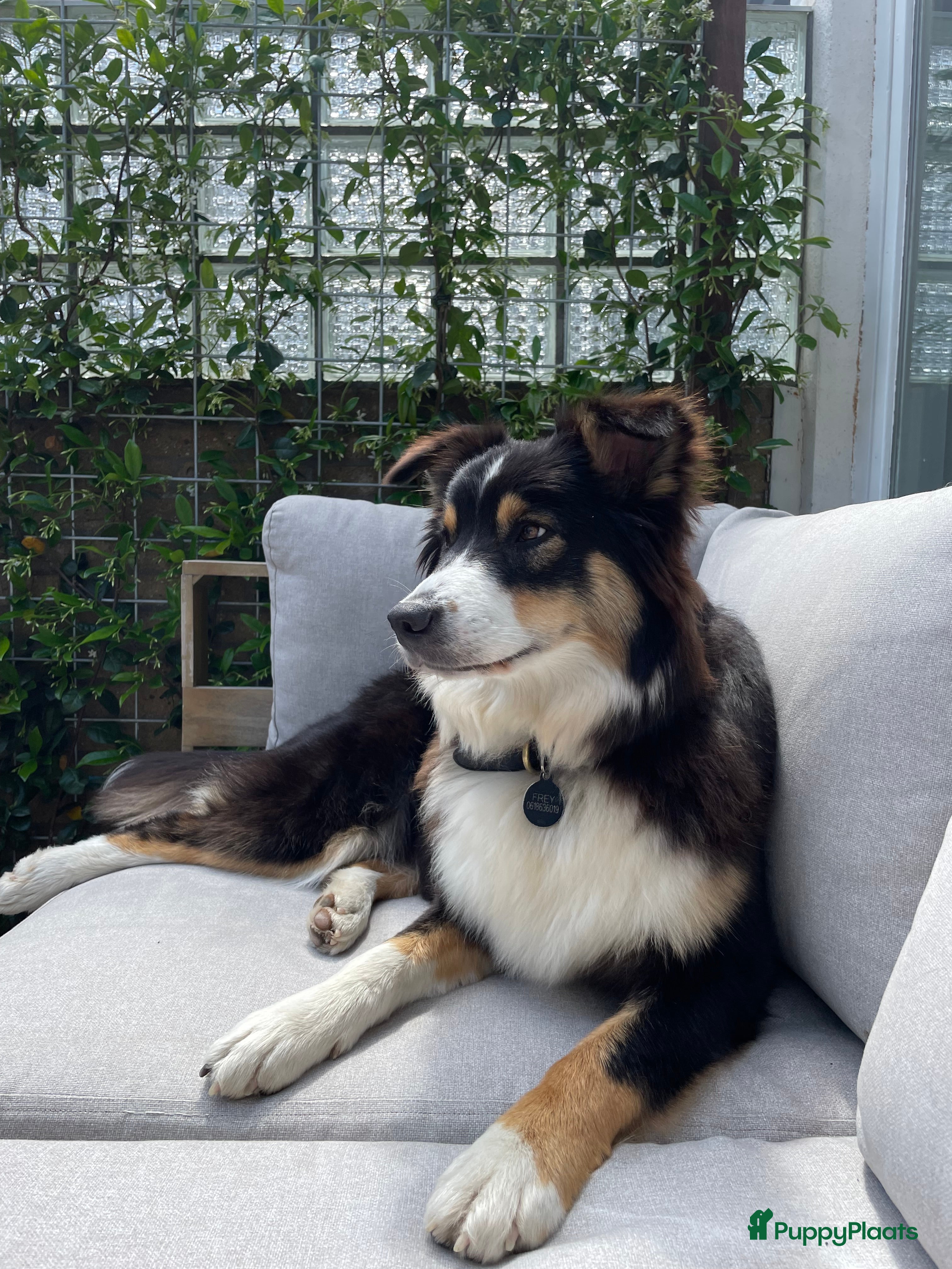 Australian Shepherd honden Australische Herder nestje - Advertentie 13