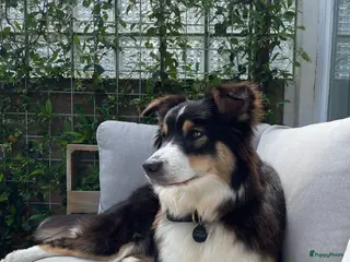 Australian Shepherd honden Australische Herder nestje - Advertentie 13