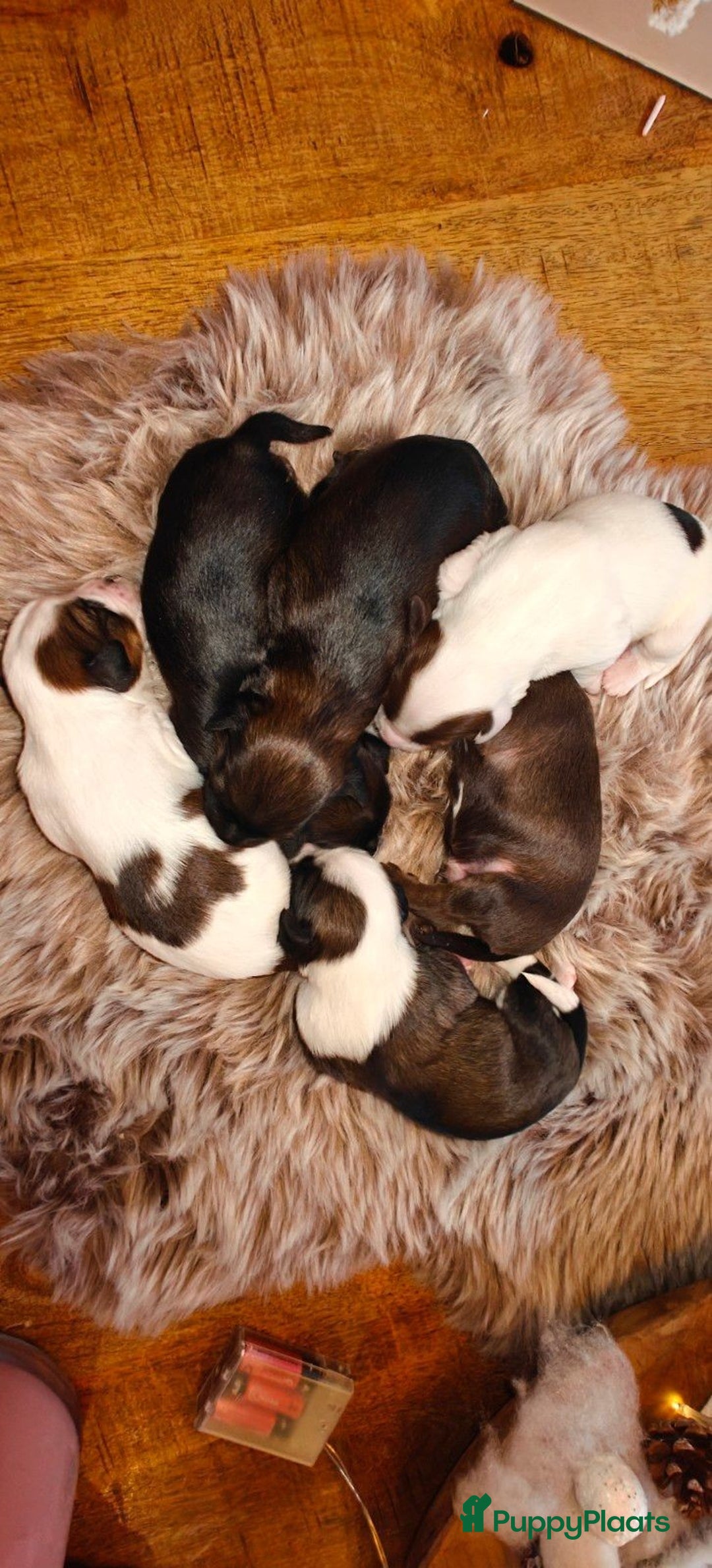 Tibetaanse Terriër honden te koop: Tibetaanse Terriërs  - Advertentie 3