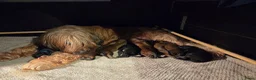 Briard honden te koop: De pups van Briard zoeken een lief en goed gezin - Advertentie 1