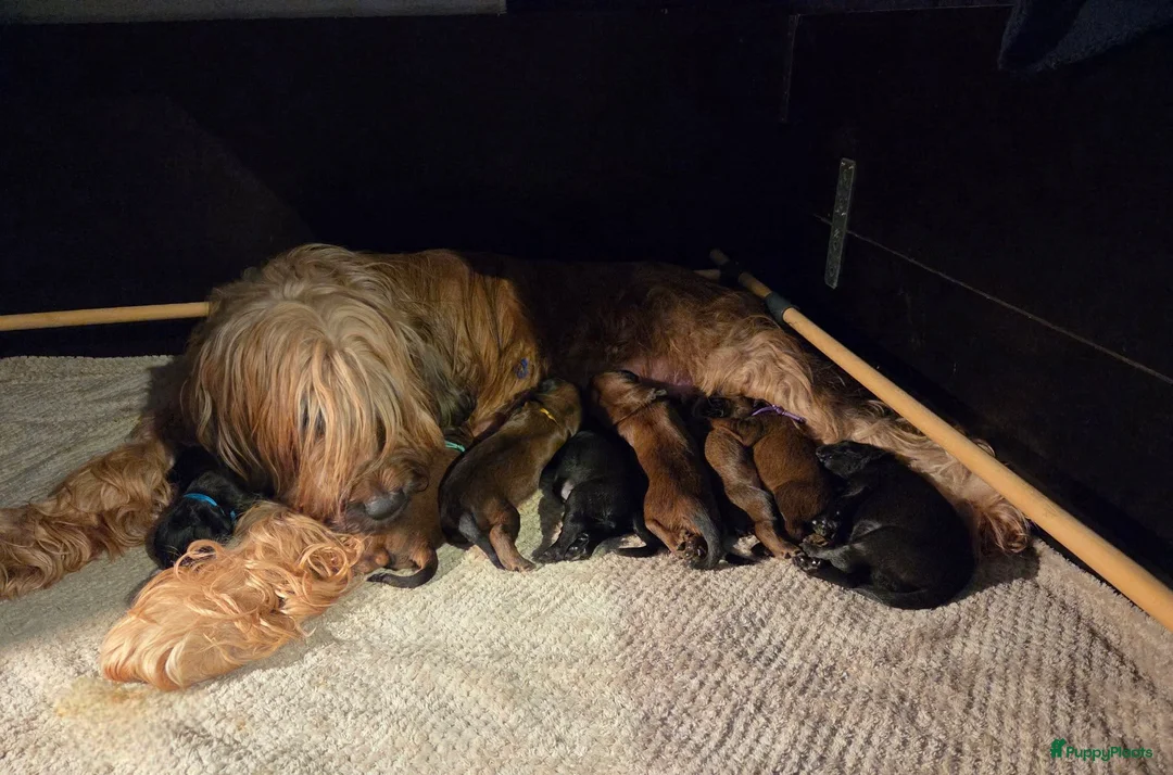 Briard honden te koop: De pups van Briard zoeken een lief en goed gezin - Advertentie 1