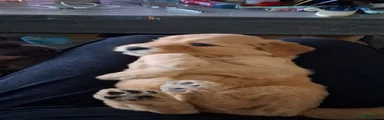 Labradoodle 2