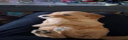 Labradoodle honden te koop: Labradoodle  pups hypoallergeen - Advertentie 6