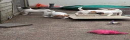 Jack Russel Terriër honden te koop: Nog 4 lieve Jack Russell pups met stamboom  - Advertentie 18