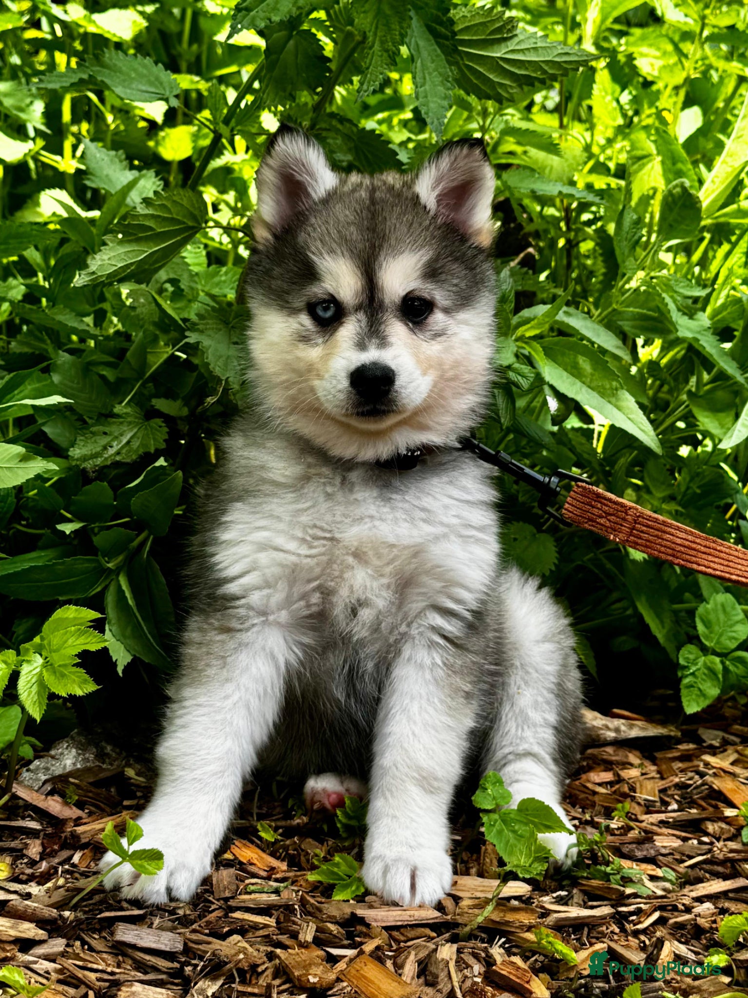 Pomsky honden te koop: Pomsky  - Advertentie 3