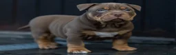 Amerikaanse Bully honden te koop: American Bully pocket pup verwacht  - Advertentie 4