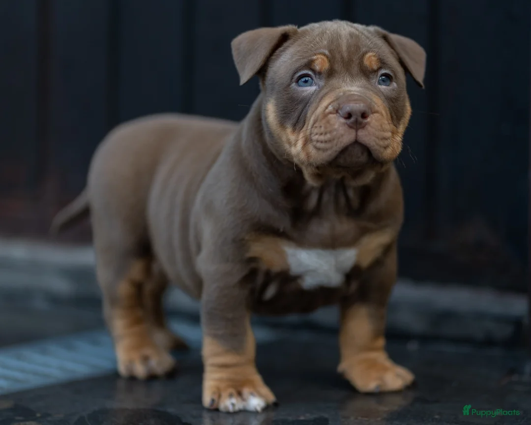 Amerikaanse Bully honden te koop: American Bully pocket pup verwacht  - Advertentie 4