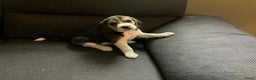 Beagle honden te koop: Beagle pups - Advertentie 9