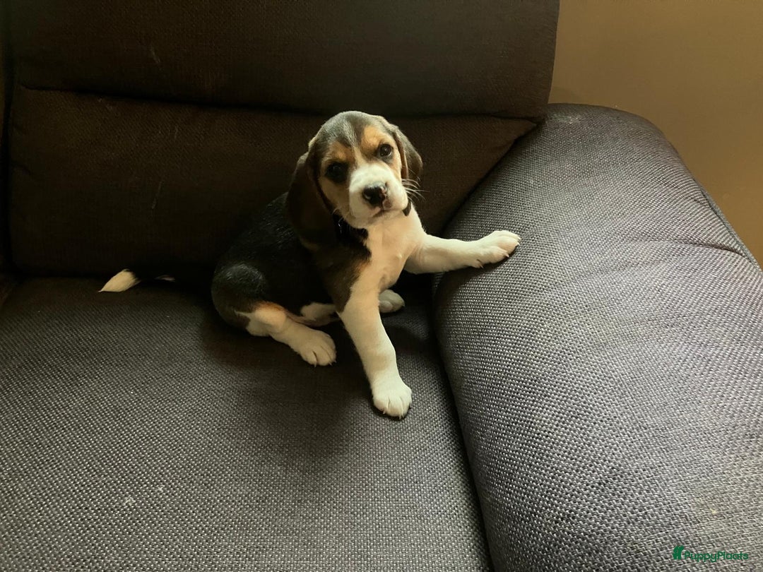 Beagle honden te koop: Beagle pups - Advertentie 9